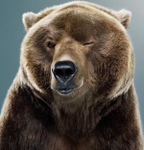 bear-blinkkig-eyes