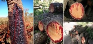 blood trees